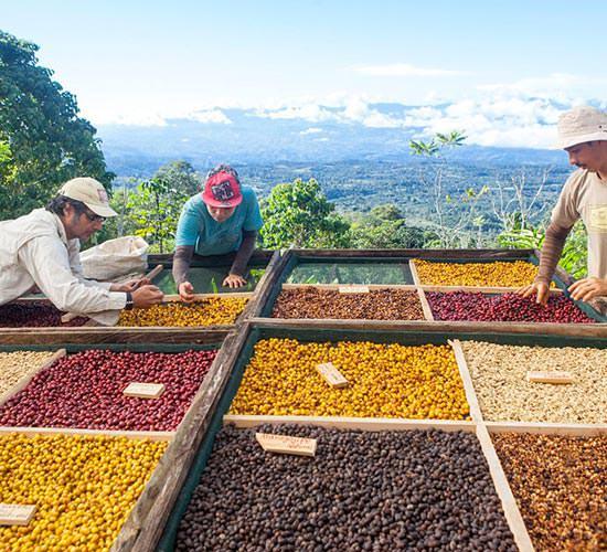 3 Types of Coffee Processing Methods - Honey, Natural & Washed